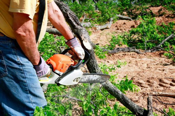 Best Tree Stump Removal  in Topeka, KS